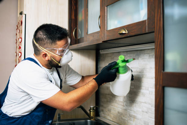 Wasp Removal Services in Montana City, MT