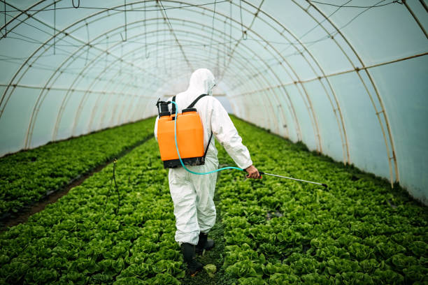 Best Mosquito Control Services  in Montana City, MT