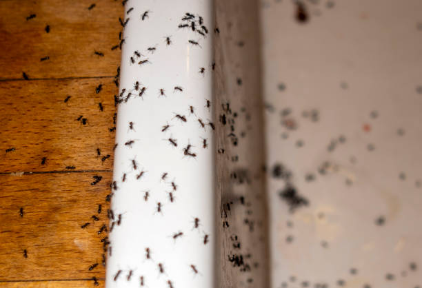 Best Best Pest Control Companies  in Montana City, MT