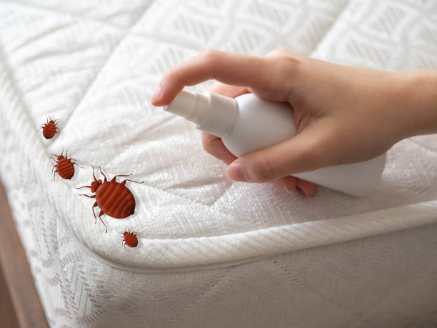 Best Wasp Removal Services  in Montana City, MT