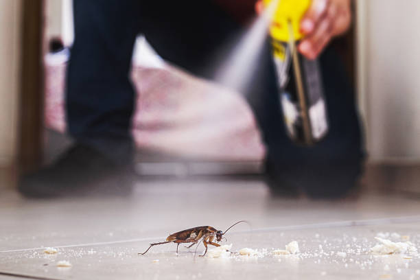 Best Flea Control Services  in Montana City, MT