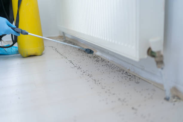 Reliable Montana City, MT Pest Control Solutions